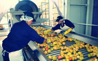 La nueva pulpera procesó mas de 2 millos de kilos de durazno y ya trabaja con pera