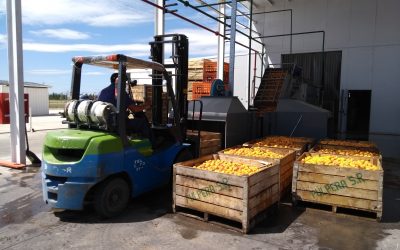 PULPERA DE EXPORTACIÓN: 400.000 KILOS DE PULPA DE DURAZNO SERÁN ENVIADOS AL MERCADO BRASILERO