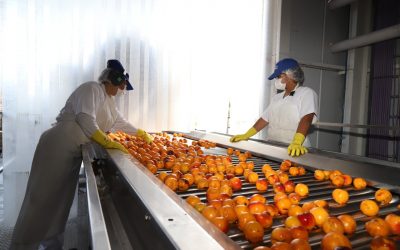 EN SU NUEVA TEMPORADA, LA PULPERA DE SAN RAFAEL YA PROCESÓ 1 MILLÓN DE KILOS DE DURAZNOS