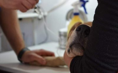 GUARDERÍA CANINA: ASÍ SERÁ LA OBRA QUE CONSTRUIRÁ EL MUNICIPIO EN EL CERRITO