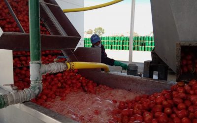 LA PULPERA DE SAN RAFAEL COMENZÓ A ELABORAR PASTA DE TOMATE Y VA POR NUEVOS PRODUCTOS
