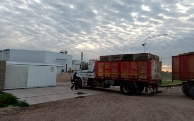 PRODUCTORES SANRAFAELINOS DE TOMATES LLEVARON SU PRIMERA COSECHA A LA PULPERA MUNICIPAL