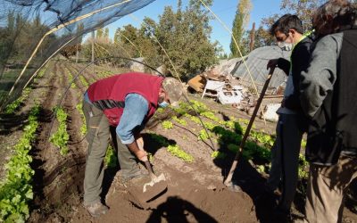 MICRO TÚNELES EN FINCAS: LA MODALIDAD QUE GARANTIZA EXTENDER EL CICLO PRODUCTIVO EN ÉPOCAS DE MUCHO FRÍO