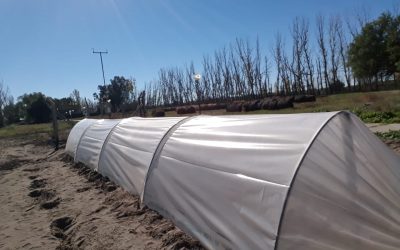 EN LA LLAVE COMENZÓ UNA PRUEBA PILOTO PARA PRODUCIR FORRAJE MEDIANTE HIDROPONIA