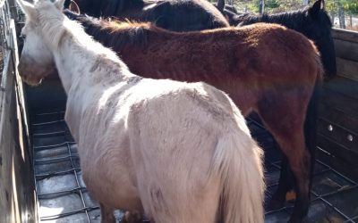 RUMBO A UNA NUEVA VIDA: CABALLOS DE UNA DE «LAS FINCAS DEL HORROR» FUERON TRASLADADOS A UN PREDIO EN MAIPÚ