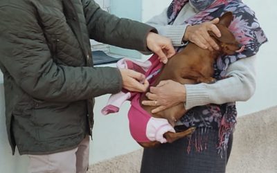 CIENTOS DE VECINOS YA SE SUMARON A LA VACUNACIÓN ANTIRRÁBICA GRATUITA POR LOS BARRIOS