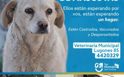 SIGUE VIGENTE LA ADOPCIÓN RESPONSABLE DE MASCOTAS
