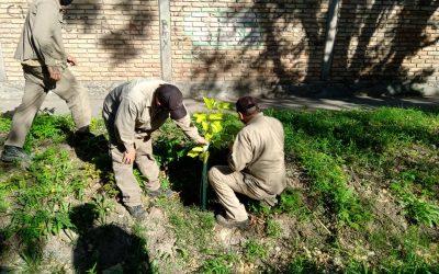 EL PLAN DE FORESTACIÓN TERMINARÁ EL AÑO CON 8 MIL NUEVOS ÁRBOLES