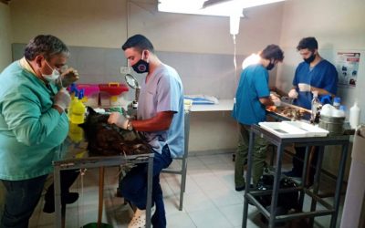 SE PRESENTARON DOS EMPRESAS PARA CONSTRUIR EL NUEVO ESPACIO DE TRÁNSITO CANINO