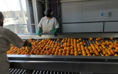 LA PULPERA DE SAN RAFAEL COMENZÓ EL 2022 PROCESANDO DURAZNO