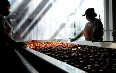 LA PULPERA MUNICIPAL PROCESA TOMATES Y TRABAJA EN CONJUNTO CON PRODUCTORES DE ZAPALLO
