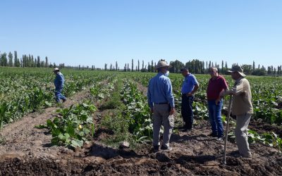 CADA VEZ MÁS PRODUCTORES SE SUMAN AL PROGRAMA DE PRODUCCIÓN DE ZAPALLO Y TOMATE EN FRESCO Y PARA INDUSTRIA