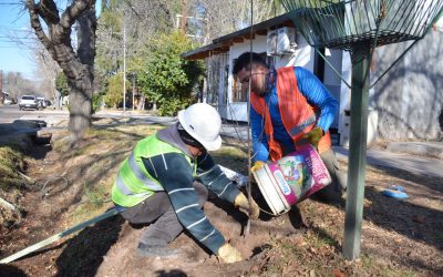 HACIA LOS 10.000 NUEVOS ÁRBOLES: EL MUNICIPIO RELANZÓ SU PLAN DE FORESTACIÓN