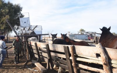 HACIA UNA VIDA FELIZ: SE TRASLADÓ A CUATRO CABALLOS QUE ESTUVIERON A PUNTO DE SER FAENADOS