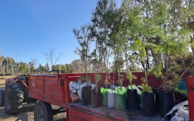 PLAN DE FORESTACIÓN: MÁS ÁRBOLES PARA EL PARQUE MARIANO MORENO