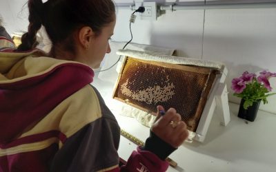 NUEVO MÓDULO PARA MEJORAR LA GENÉTICA DE ABEJAS REINAS Y FORMAR JÓVENES EN EL MUNDO APÍCOLA