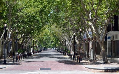 AVANZA UN PROYECTO PARA PROHIBIR COLOCAR CARTELES EN POSTES O ÁRBOLES CON SEVERAS MULTAS A INFRACTORES