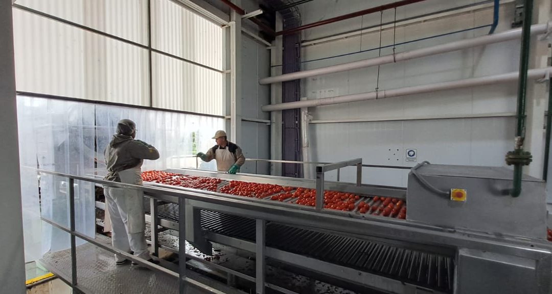 LA PULPERA SIGUE AVANZANDO: PROCESA TOMATE Y CONTRIBUYE CON LA PRODUCCIÓN DE OTRAS INDUSTRIAS