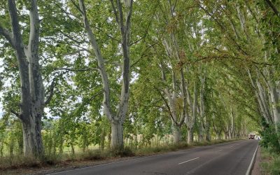 EL RELEVAMIENTO DEL ARBOLADO PERMITIRÁ AVANZAR EN LA REFORESTACIÓN