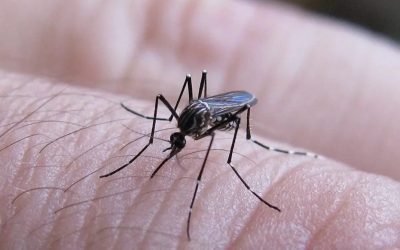 AGENTES SANITARIOS MUNICIPALES Y PROVINCIALES VISITAN DOMICILIOS CON CASOS POSITIVOS DE DENGUE