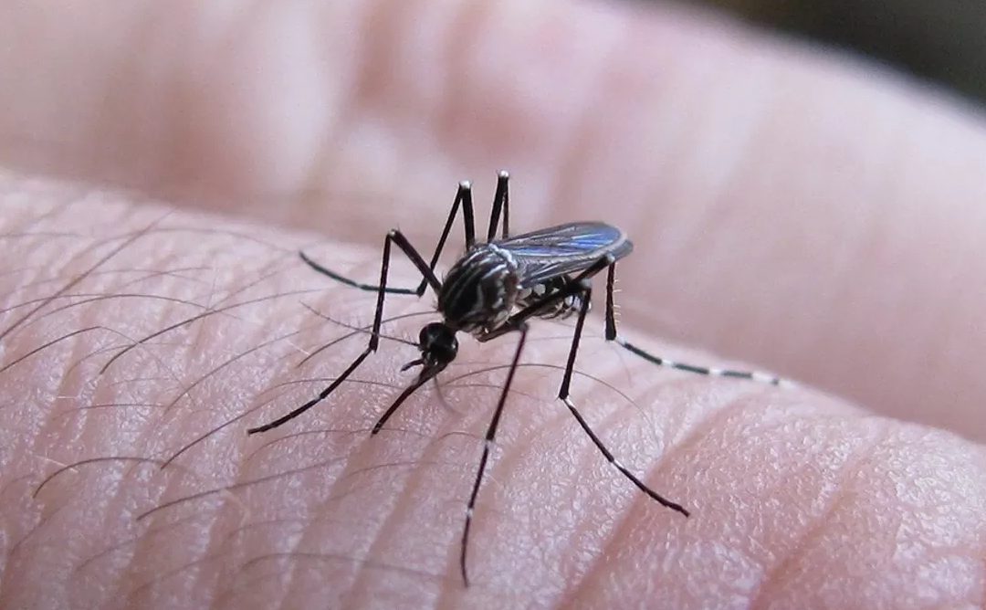 AGENTES SANITARIOS MUNICIPALES Y PROVINCIALES VISITAN DOMICILIOS CON CASOS POSITIVOS DE DENGUE