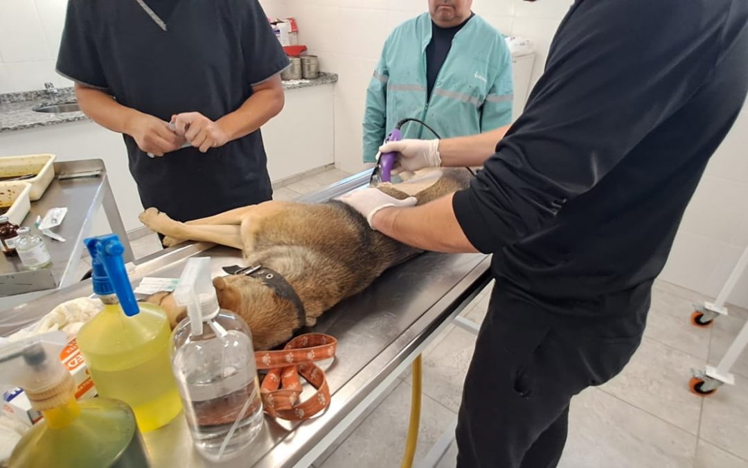 EN SU NUEVO EDIFICIO Y CON TODAS LAS COMODIDADES, EL ÁREA DE VETERINARIA REANUDÓ LA CASTRACIÓN DE ANIMALES