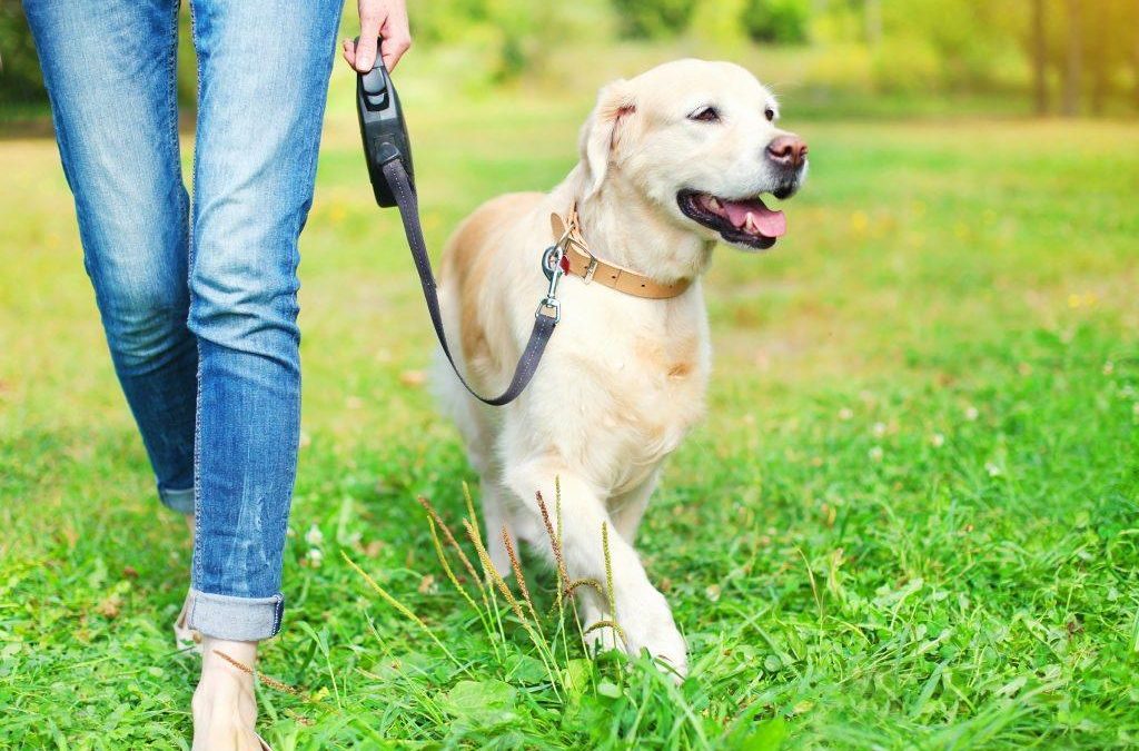 EL DOMINGO HABRÁ UNA “CAMINATA CANINA” PARA CONCIENTIZAR SOBRE LA TENENCIA RESPONSABLE