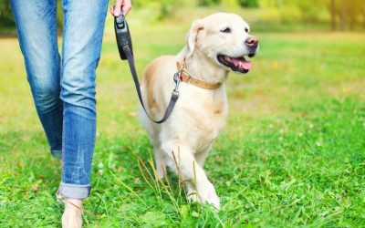 EL DOMINGO HABRÁ UNA “CAMINATA CANINA” PARA CONCIENTIZAR SOBRE LA TENENCIA RESPONSABLE