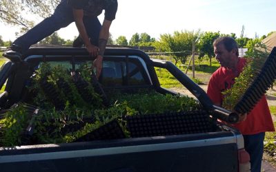 EL MUNICIPIO APORTA PLANTINES PARA IMPULSAR LA PRODUCCIÓN HORTÍCOLA