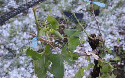 TORMENTA DE GRANIZO EN SAN RAFAEL: SEVEROS DAÑOS ESTRUCTURALES Y PÉRDIDAS EN ZONAS PRODUCTIVAS DEL ESTE