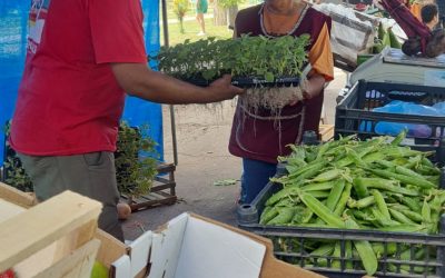 EL MUNICIPIO ENTREGÓ PLANTINES HORTÍCOLAS PARA FOMENTAR LA PRODUCCIÓN ENTRE LOS INTEGRANTES DE LA FERIA FRANCA