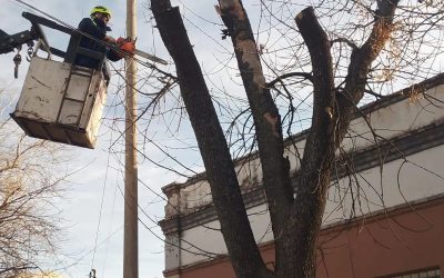 DEFENSA CIVIL CUENTA CON UNA BRIGADA PARA INTERVENIR EN FORESTALES SECOS Y EN RIESGO DE CAÍDA