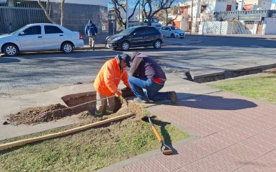EL PLAN MUNICIPAL DE FORESTACIÓN PREVÉ LA COLOCACIÓN DE 10 MIL NUEVOS ÁRBOLES EN SAN RAFAEL DURANTE 2025