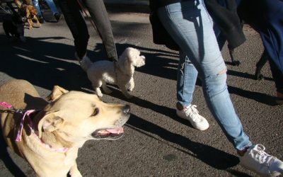 DÍA DEL ANIMAL: SE VIENE LA TERCERA EDICIÓN DE LA CANINATA EN EL PARQUE YRIGOYEN