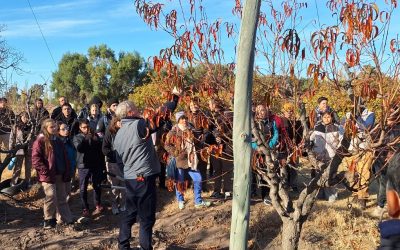 CON GRAN NÚMERO DE ASISTENTES, INICIARON LAS CAPACITACIONES EN PODA DE FRUTALES Y VID DICTADAS POR EL MUNICIPIO Y EL INTA