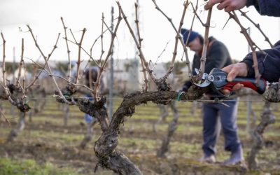 EL MUNICIPIO Y EL INTA REALIZARÁN CAPACITACIONES GRATUITAS EN PODA DE FRUTALES Y VIÑEDOS